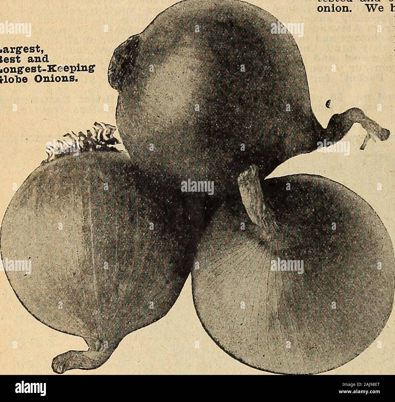 Spring catalog of Alexander's good seeds : the best that grow selected for the south . p and sweet. Inkeeping quality this is the best of all in ourexperience. Pkt. 10c; b oz. 25c; 1 oz. 45c. Our Special Stock Long . Keeper R E B GLOBE is the most striking of all in ap-pearance. It is a rich red and very hand-some. Like the Yellow and White, is a per-fect globe in shape, measuring from 2 to 3inches in diameter and as hard as a ball.Postpaid, pkt. 10c; ya oz. 25c; 1 oz. 45c. Our Special Stock Long-Keeper WHITEGLOBE is the mildest in flavor and seemsto be the earliest It is crystal snow white,a Stock Photo
