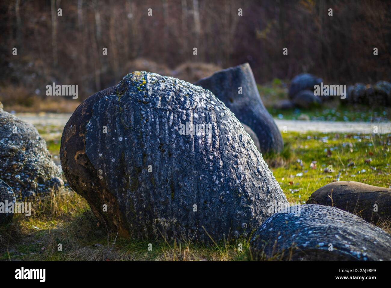 Living Rocks Romania Trovantii – the strangest living stones in Romania Stock Photo - Alamy