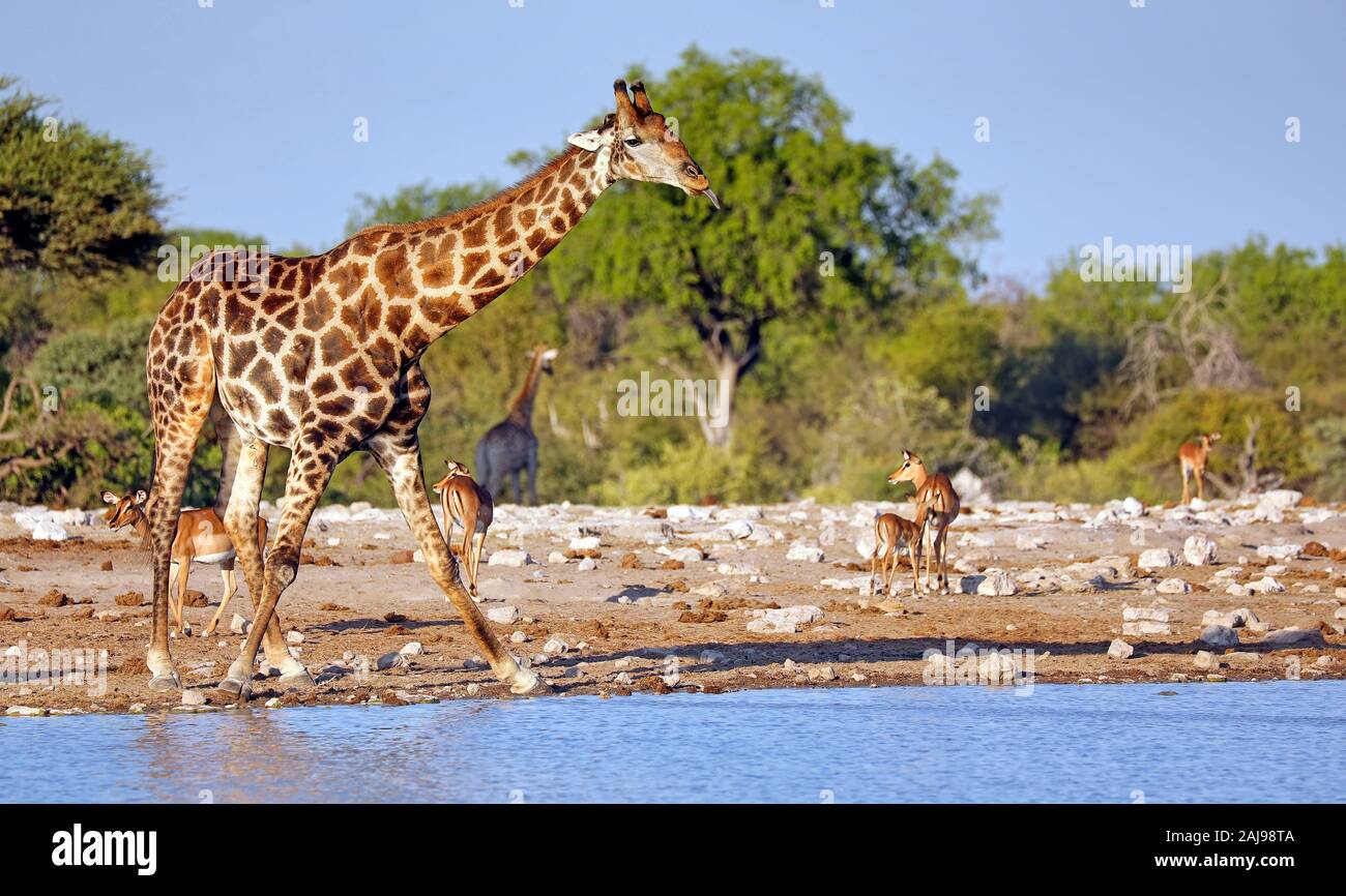 Drinking giraffe, Etosha National Park, Namibia, (Giraffa camelopardalis) Stock Photo