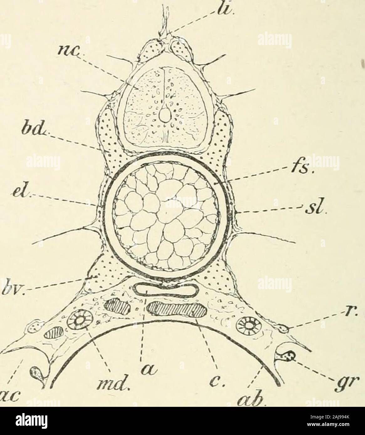 Bony septa hires stock photography and images Alamy