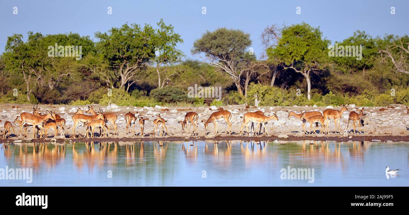 Drinking impalas, Etosha National Park, Namibia, (Aepyceros melampus) Stock Photo