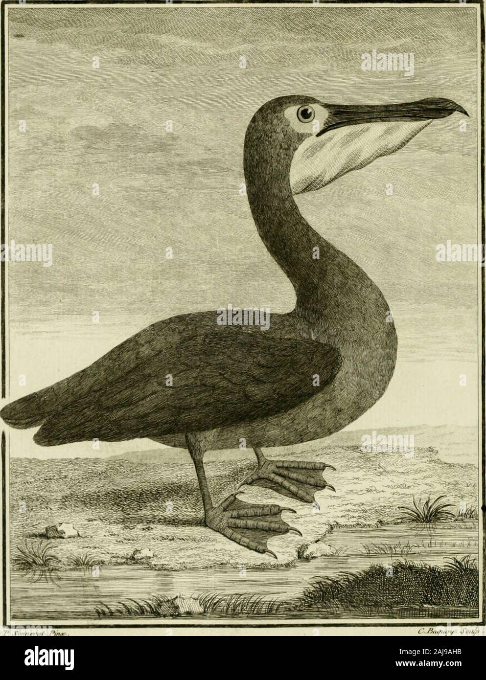 Voyage à la Nouvelle Guinée : dans lequel on trouve la description des lieux, des observations physiques & morales, & des détails relatifs à l'histoire naturelle dans le regne animal & le regne végétal . 1 J^n/i^j^ JhtJr La Spala/c /iiipcc lA /JjIc l/c Luçlvi. L ^ayujy Saiù?. n 53- lUÛ. l7I .. /inmun/. Siuuj JLiC I/n{i?i /)////1 c/c /I^y/t iii J^uÇ(^/i . FI. 54. fa^. pi. Stock Photo