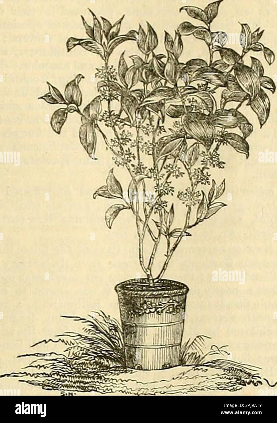 The Gardeners' Chronicle and Agricultural Gazette . r than those to which the first prize wasawarded, but being overgrown, and to some extent whatcultivators call leggy, they w-ere not considered sofine as Mr. Bamess compact specimens. The collectionilso contained too many soft-wooded plants. Amongthem, however, were several specimens of great excel-lence, especially Pavetta cafira, eight feet in height, andibnr feet through, formmg a rich cone of verdure,prettily covered with w-hite flowers, but not quite suffi-:iently in bloom. Clerodendrum Koempferl was alsorery fine, having a spike of flow Stock Photo