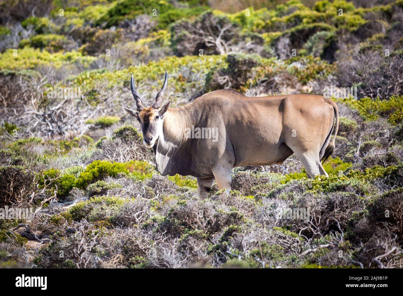 Close up of an Eland antelope (Taurotragus oryx) foraging in fynbos vegetation, South Africa Stock Photo