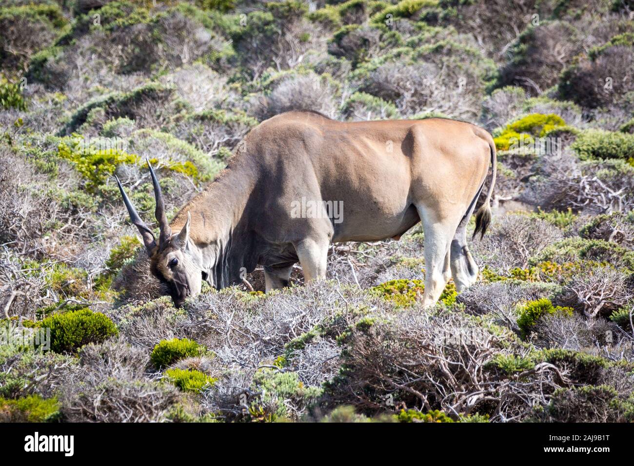 Close up of an Eland antelope (Taurotragus oryx) foraging in fynbos vegetation, South Africa Stock Photo