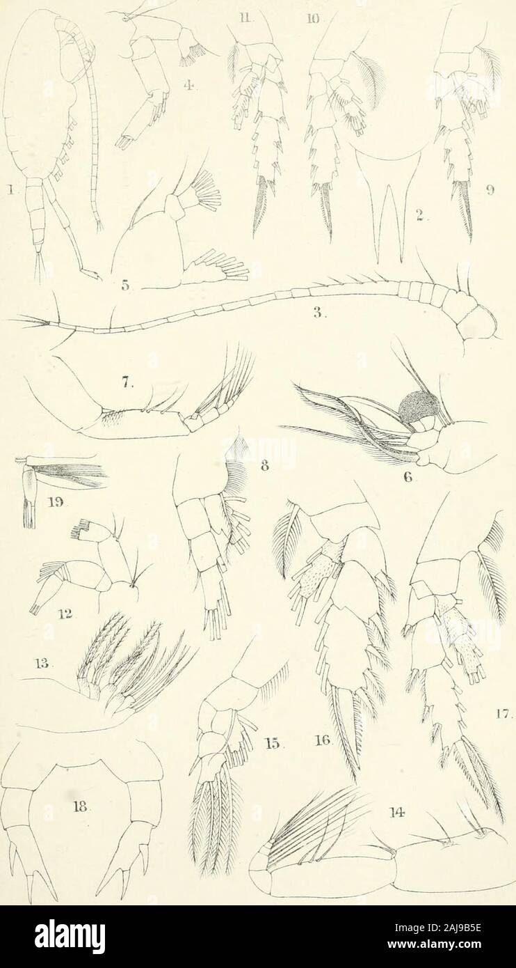 The Annals And Magazine Of Natural History Zoology Botany And Geology Ej Green Litlv Arm A Ma Vw Hisb S 8 Vol W N In U X 10 Lt J Teeti Lt T H Arlro T Mcvg Nott Hist S