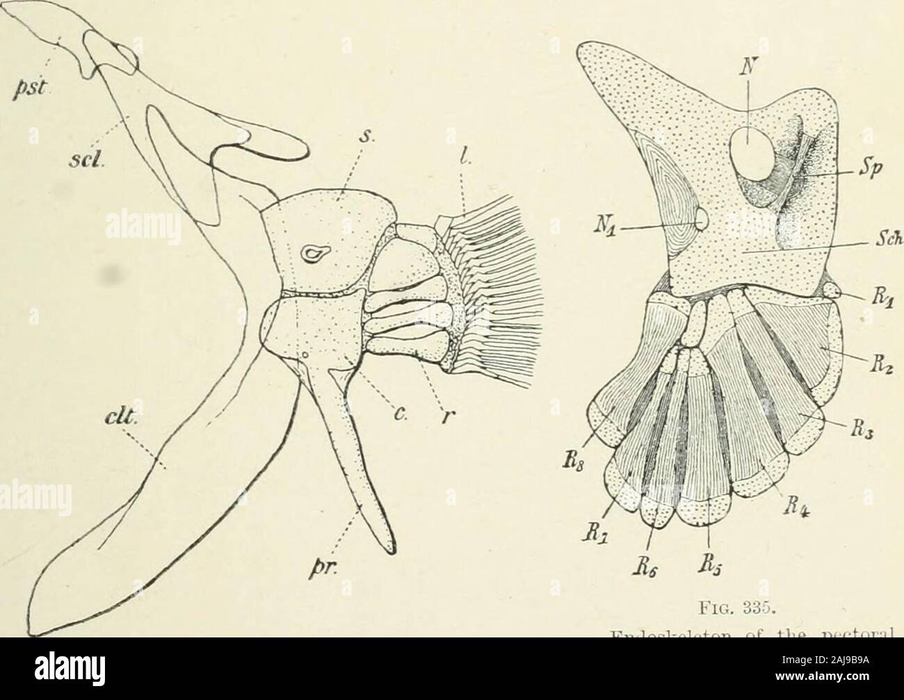 A treatise on zoology . Fig. 333.Head of Erythrichthys nitidus, Ricli., with mouth protracted. (After Giinthin.) embedded in the body-wall (Fig. 452). Almost always the radials ofthe pectoral fin are reduced to three or four short radii and one very. Fig. 334. Skeleton of the right half of pectoral girdle and righttill of Fierasfer acus, L. (After Emery.) c, coracoid ; clt,cleithrum ; I, lepidotvich ; pr, ventral process ; ps.t,post-temporal; r, 5th radial; s, scapula with smallforamen ; scl, supraclavicle. The cartilage is dotted. Fig. 335.Endoskeleton of the pictoralt;ii-dle and tin of Malap Stock Photo