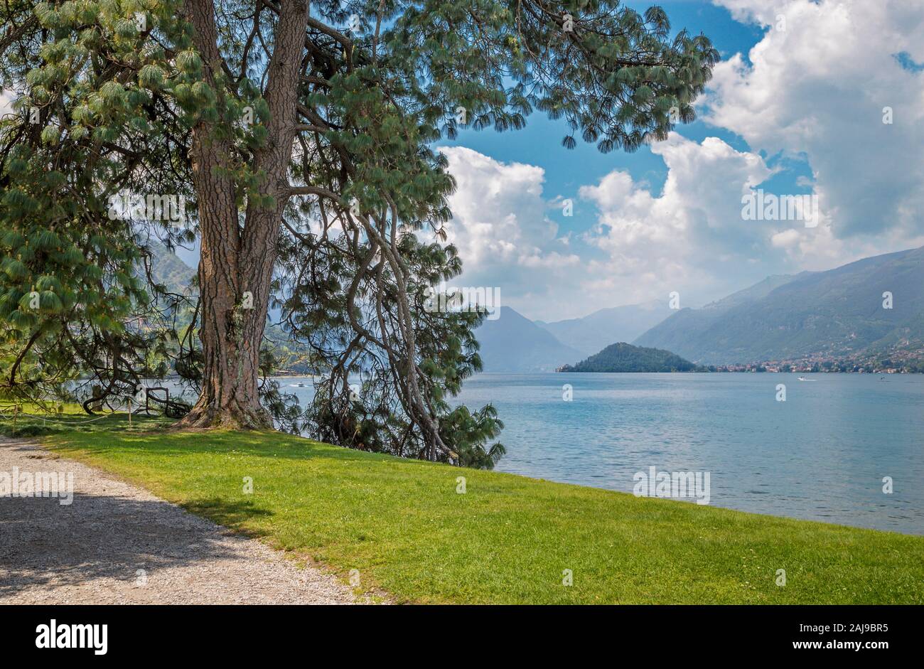 Bellagio - The old mediterranean pine on the waterfront of Como lake. Stock Photo
