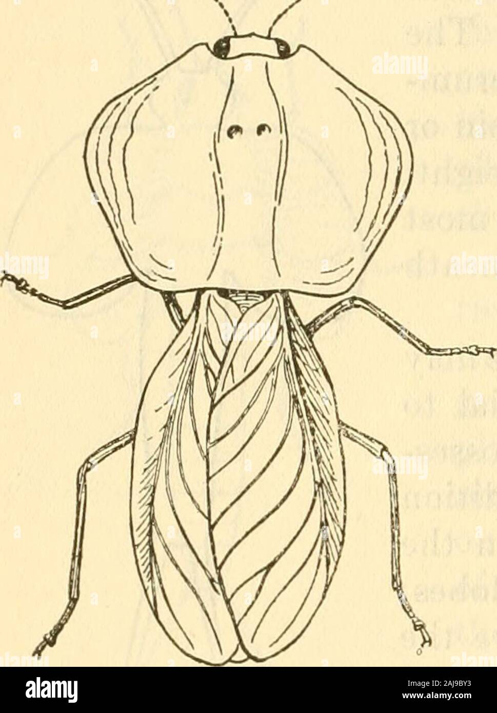 Annual report of the Board of Regents of the Smithsonian Institution . ects, orPterygota, from paranotal lobes. ThePterygota are characterized by a specialtype of structure in the plates formingthe lateral, or pleural, walls of the thoracic segments, the pleural struc-ture being essentially the same in the wingless prothorax as in the twowing-bearing segments. In the Apterygota the corresponding platesare quite different from those of the winged insects, and differ much inthe several apterygote families. We must conclude, therefore, thatthe peculiar structure of the pleural walls of the thorac Stock Photo