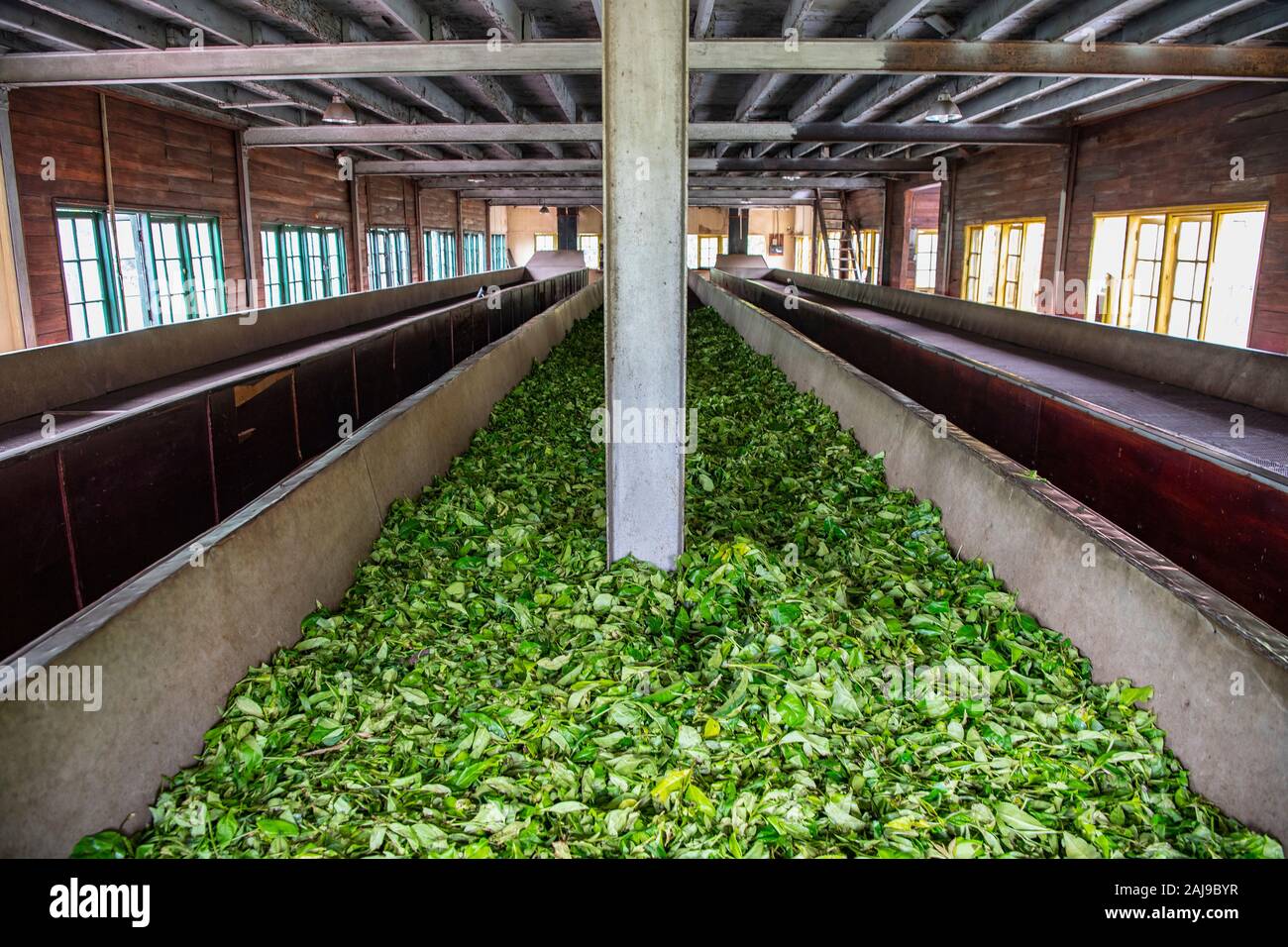 Ceylon tea leaves on a drying rack in Sri Lanka Stock Photo