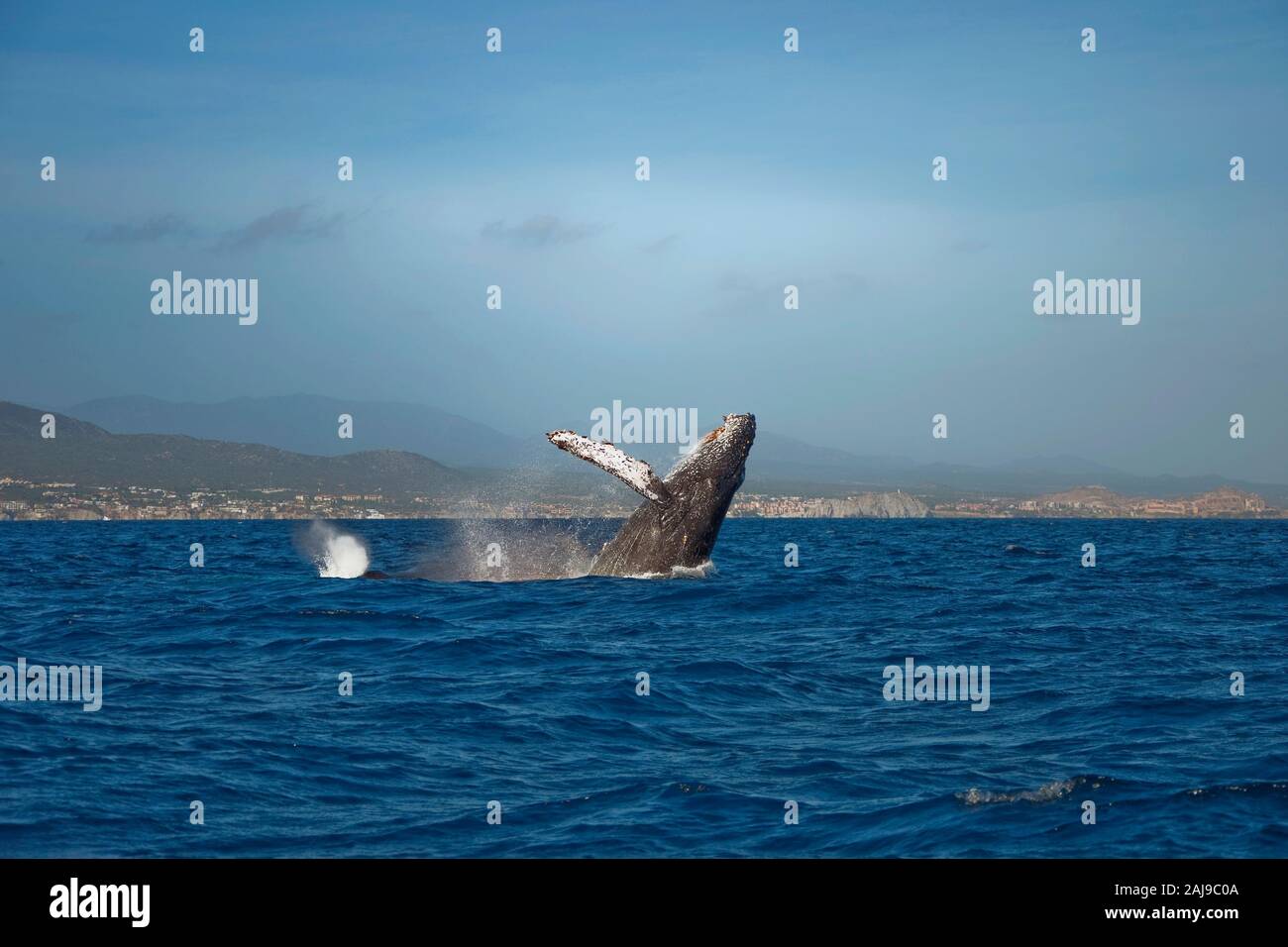 Humpback Whale breaching, Cabo San Lucas Stock Photo