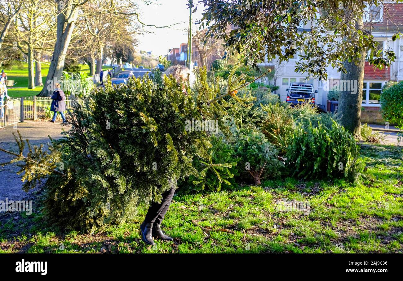 Brighton UK 3rd January 2020 - A woman drops off her Christmas tree at a recycling point in Queens Park Brighton as the festive holiday draws to a close. Every tree collected in Brighton is turned into soil improver or compost and prevents more waste going to landfill. Credit: Simon Dack / Alamy Live News Stock Photo