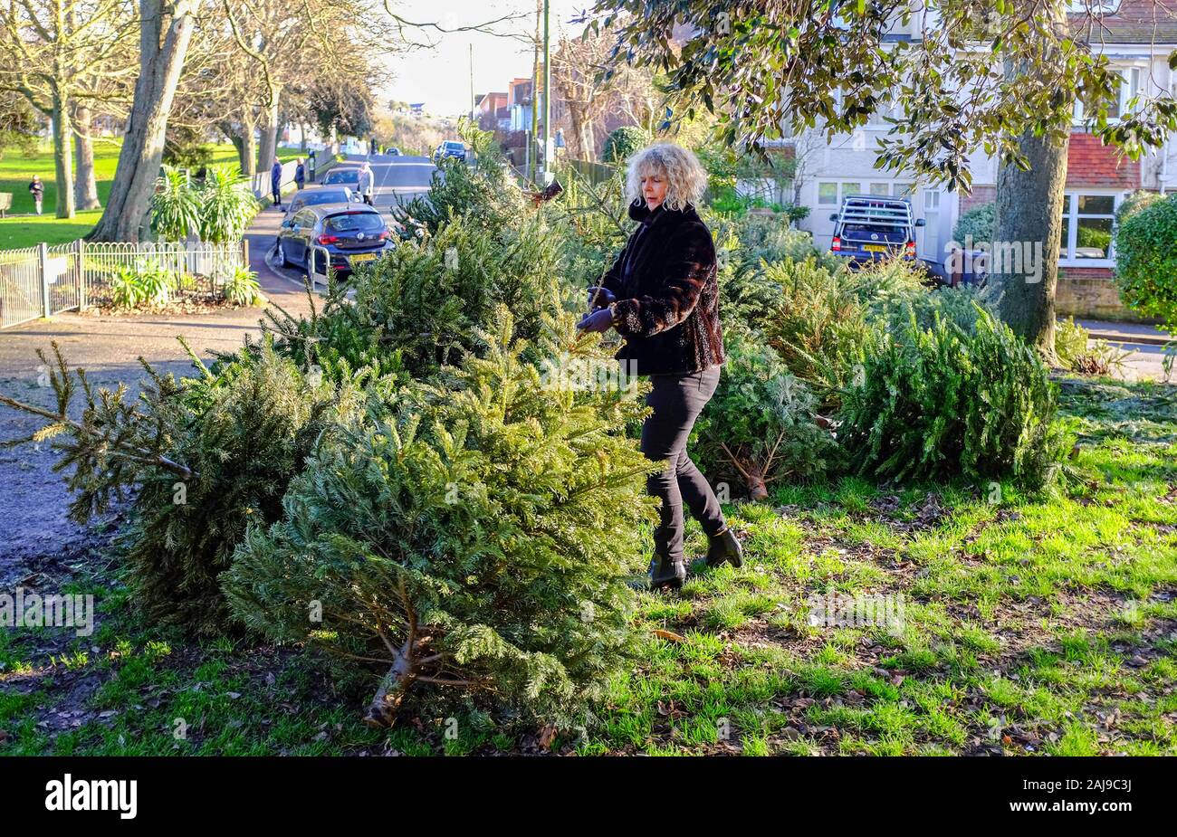 Brighton UK 3rd January 2020 - A woman drops off her Christmas tree at a recycling point in Queens Park Brighton as the festive holiday draws to a close. Every tree collected in Brighton is turned into soil improver or compost and prevents more waste going to landfill. Credit: Simon Dack / Alamy Live News Stock Photo