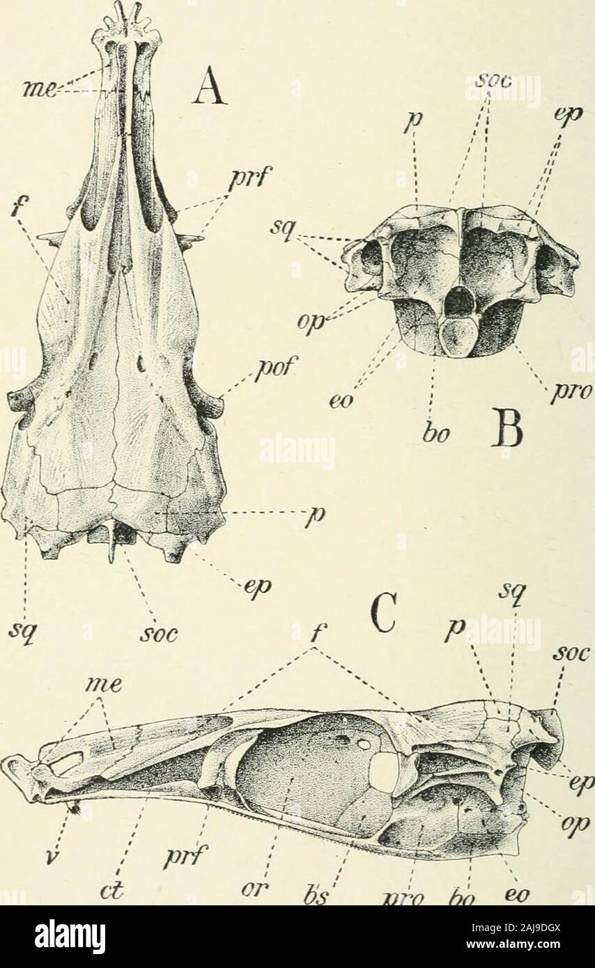 A treatise on zoology . ranch of facial supi)lying region of pectoral tin ; s.o, superiorophthalmic branch supplying supraorbital canal; sob, suborbital; sop, subopercular. (Cyttidae, Scorpaenidae, Triglidae (Boulenger [42], Eidewood[362-65])). Their union in such cases may be secondary. Frequently, especially in the higher forms (Acanthopterygii),not only the basioccipital, but the exoccipitals as well, bear articularfacets for the vertebral column, and join below the foramenmagnum. Two more characteristics of the Teleostean skull may benoticed : the presence of a supraoccipital bone, the ori Stock Photo