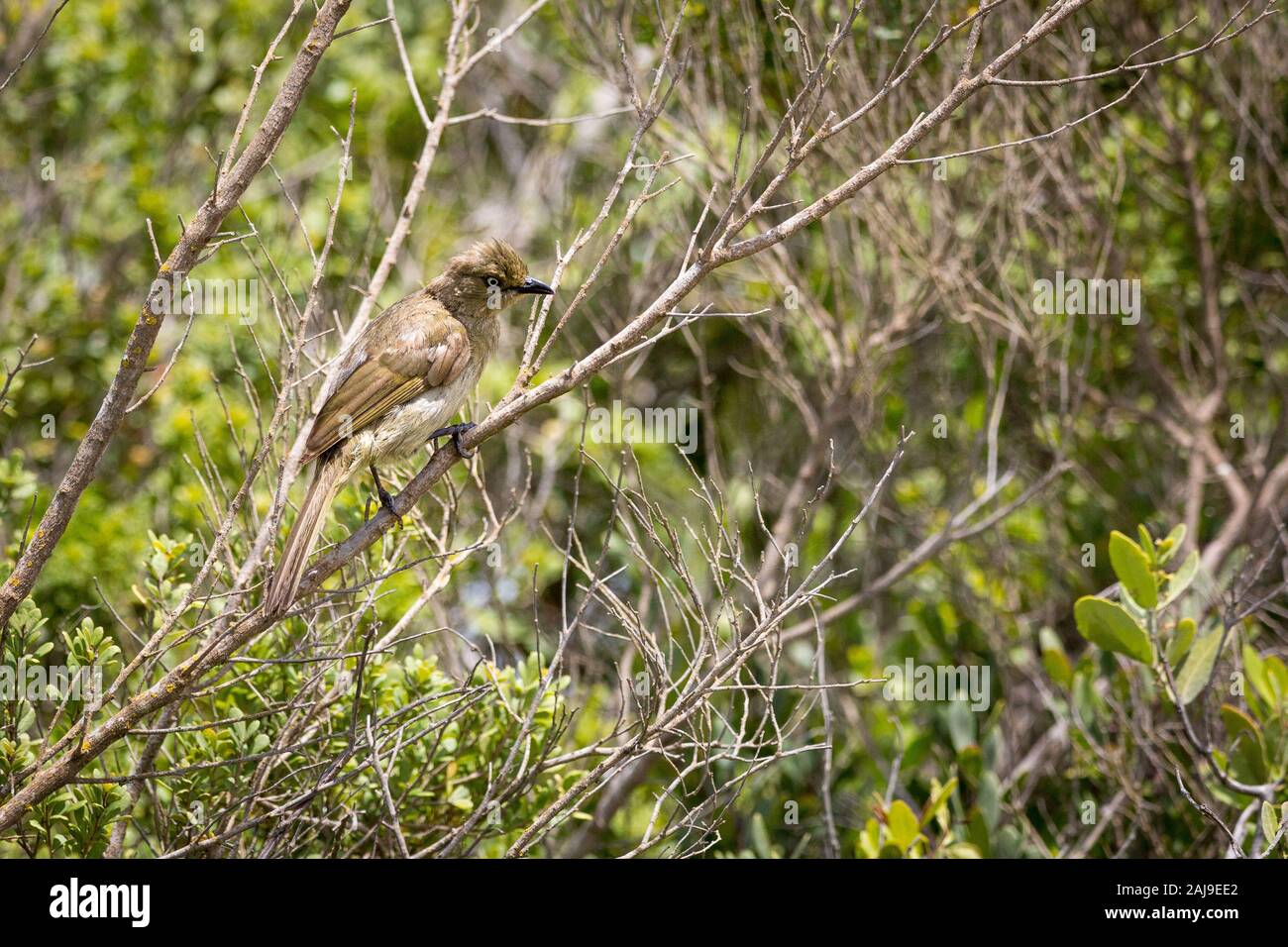 Black-lored babbler (Turdoides sharpei) sitting in a tree, South Africa Stock Photo