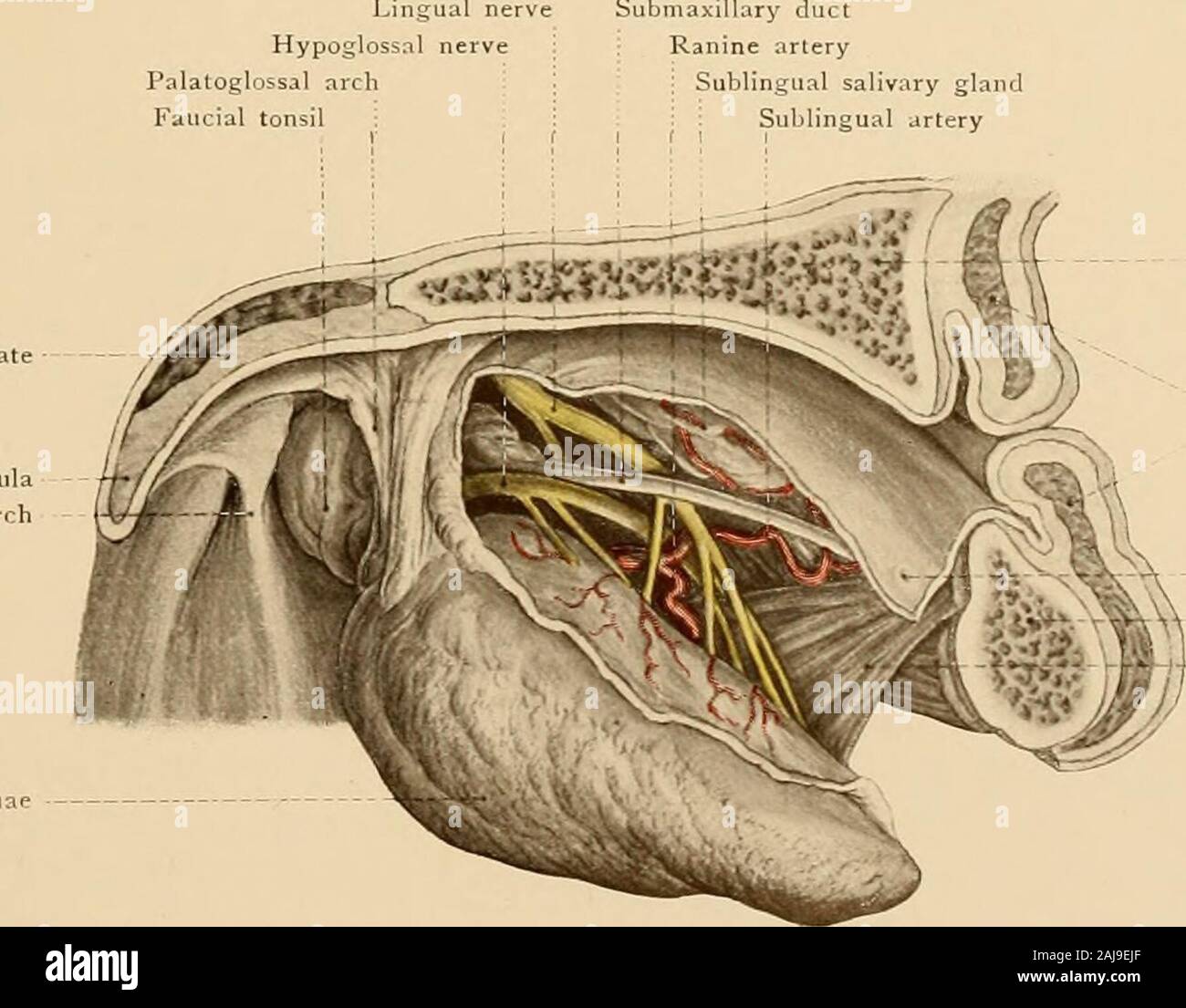 Palatopharyngeal arch hi-res stock photography and images - Alamy