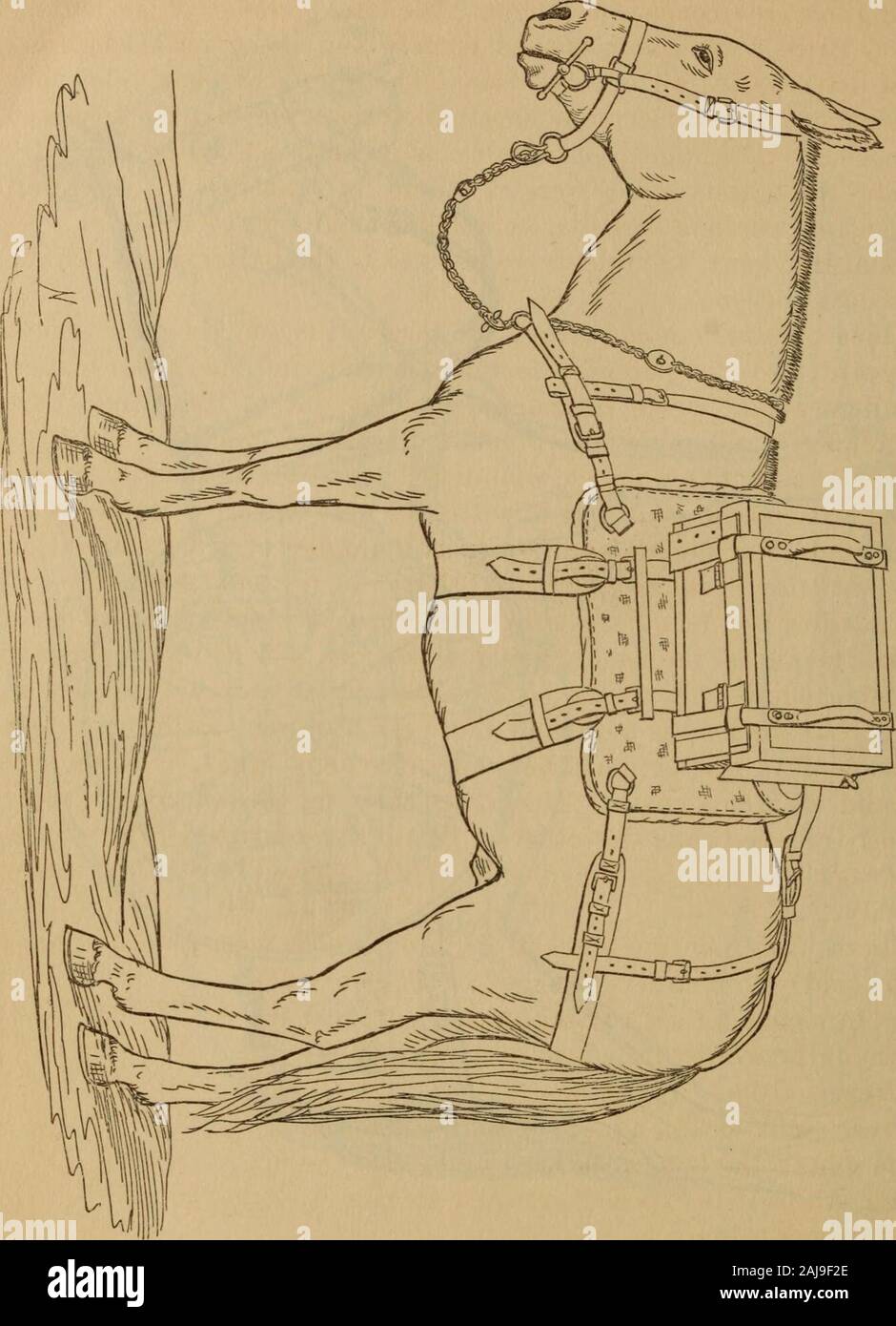 Report Of The British Naval And Military Operations In Egypt 18 Fifth Gun Mule Wheels Axle Arms With Girth And Strap Saddlery Picketing Chains Nose Bag Shoes Tarpaulin C Lbs Oz 193