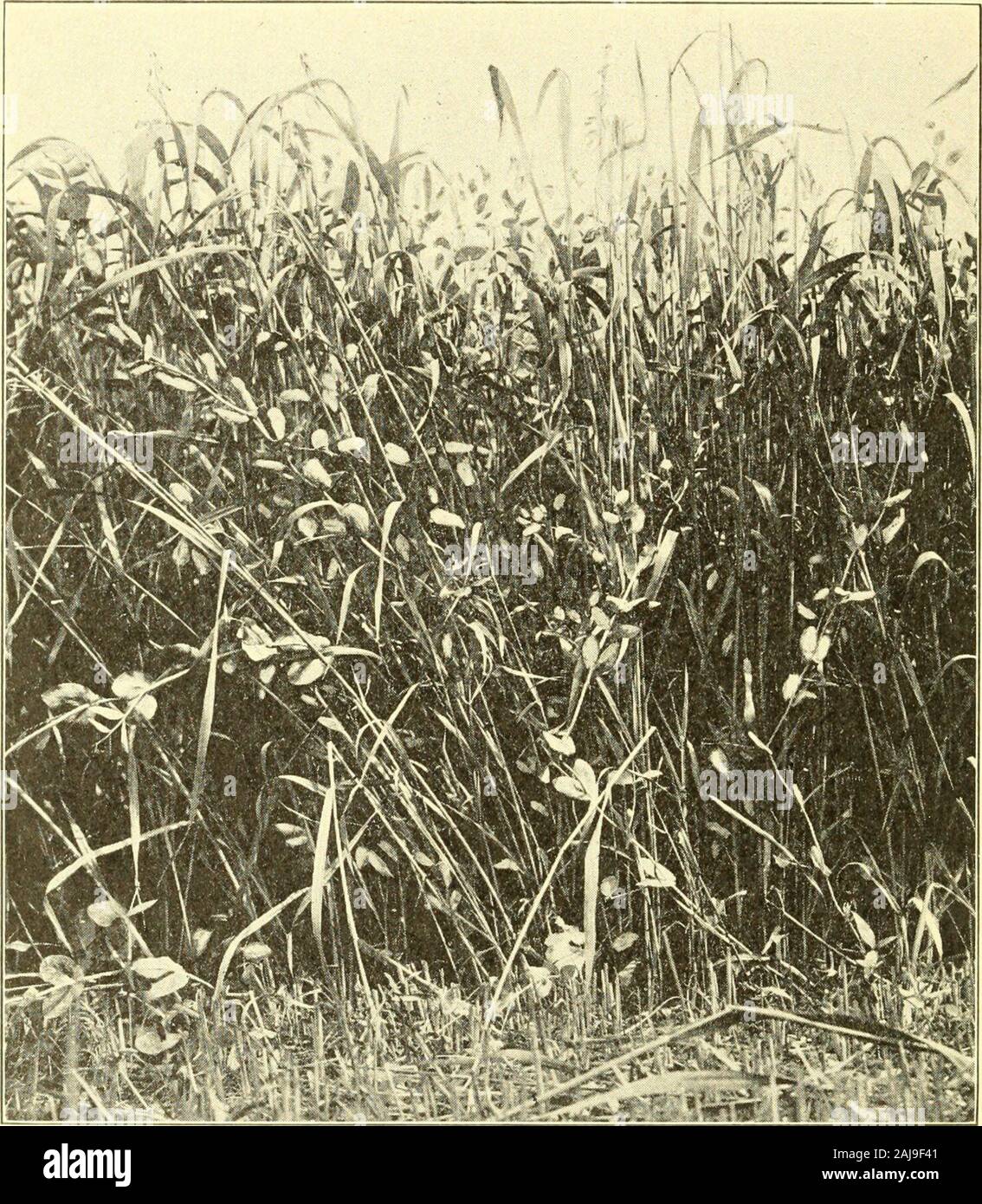 Leguminous crops hi-res stock photography and images - Alamy
