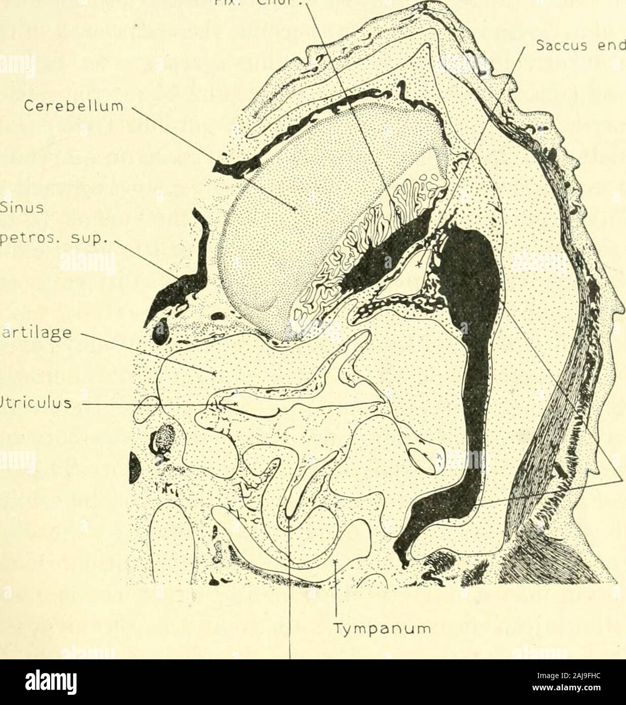 The American journal of anatomy . ^separated from it as the dural and arachnoidal tissues become-differentiated. On the other hand, though resting against thetransverse sinus, there is a scant amount of loose embryonicconnective tissue separating the two. Running through themeshes of this connective tissue can be seen blood capillariesthat form a plexus which empties into the transverse sinus. Thisplexus anastomoses with the vessels of the labyrinth bj^ com- VASCULAR DRAINAGE OF ENDOLYMPHATIC SAC 77 munications along the endolymphatic appendage. It also an-astomoses with the posterior dural pl Stock Photo