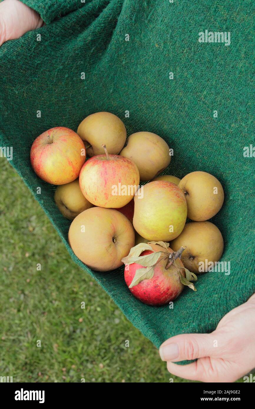 Malus. Freshly harvested eating apples collected into a woman's sweater in autumn. UK Stock Photo