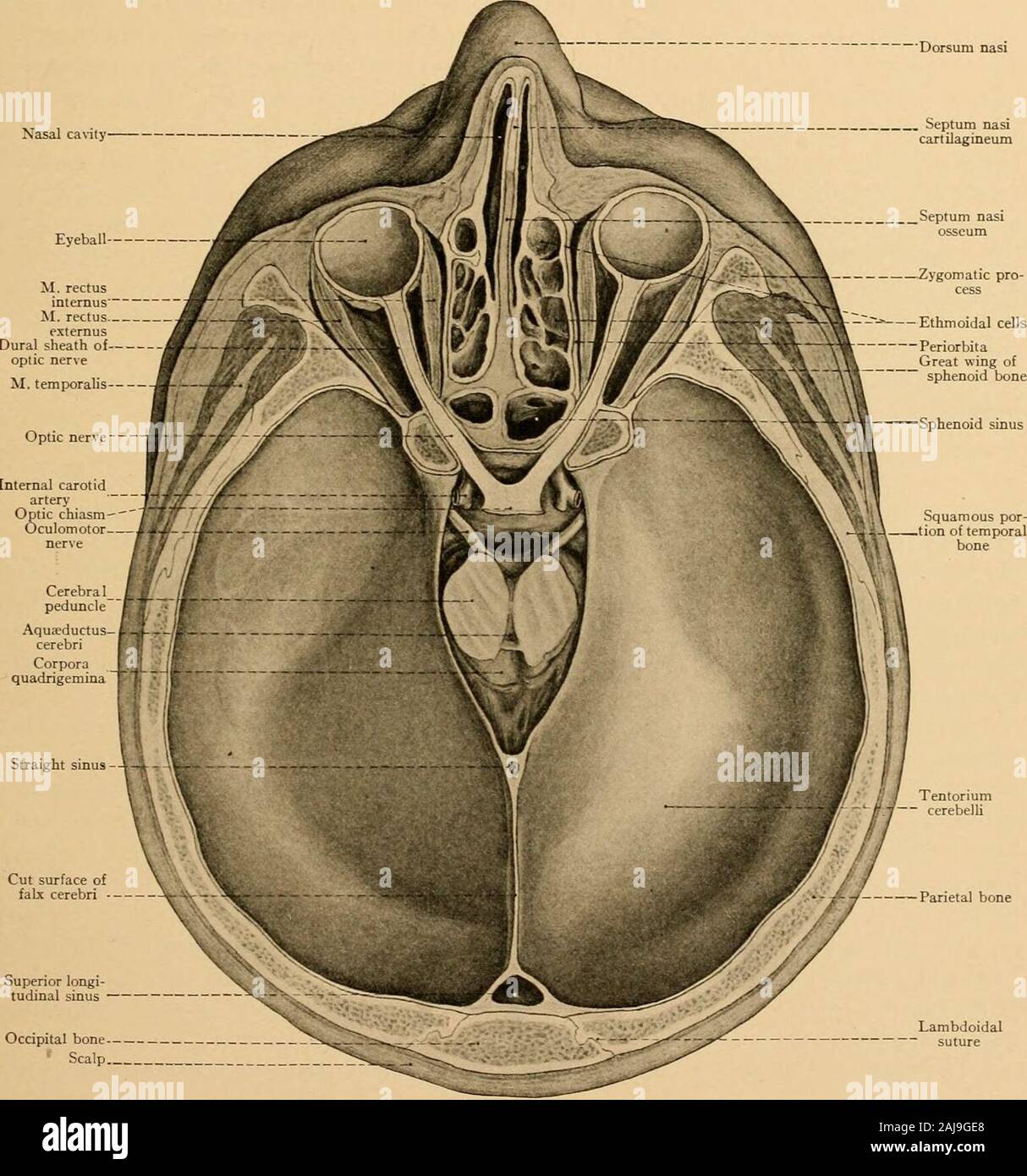 Atlas and text-book of topographic and applied anatomy . vein, the larger of the two,is situated at first at the inner side of the orbit; it passes outward between the optic nerve and thesuperior rectus and empties into the cavernous sinus through the sphenoidal fissure. At theinner canthus this vessel anastomoses with the angular vein (from the facial) and with the frontalvein (see Plate 2). The injerior ophthalmic vein arises in the central portion of the floor of theorbit and empties partly through the sphenoidal fissure into the cavernous sinus and partlythrough the spheno-maxillary fissur Stock Photo