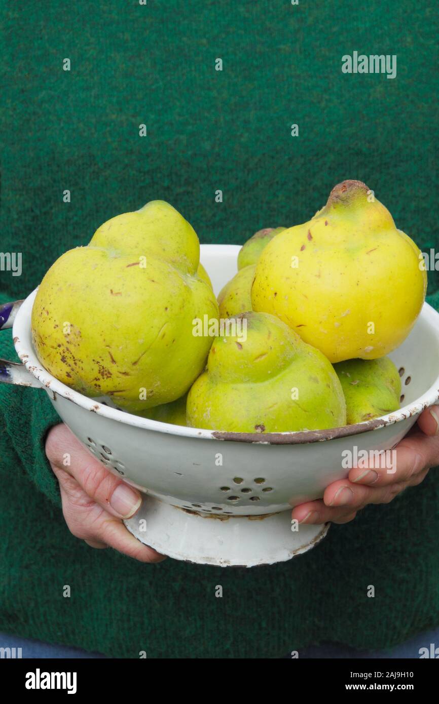 Pear shaped fruit hires stock photography and images Alamy