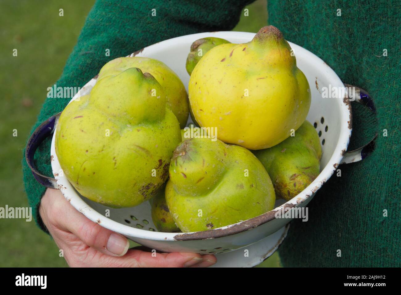 Cydonia oblonga 'Vranja'. Woman holds Quince 'Vranja', a fragrant, pear shaped fruit, in a colander. UK Stock Photo