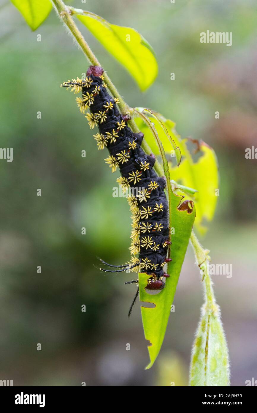 Big And Spiky Black And Yellow Moth Caterpillar On Rainforest Tree