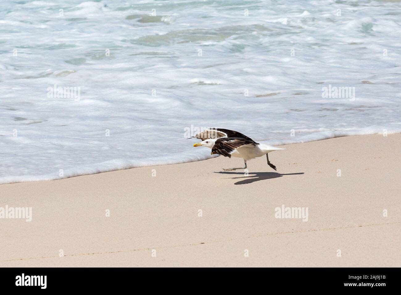 Gull wing shape hi-res stock photography and images - Alamy