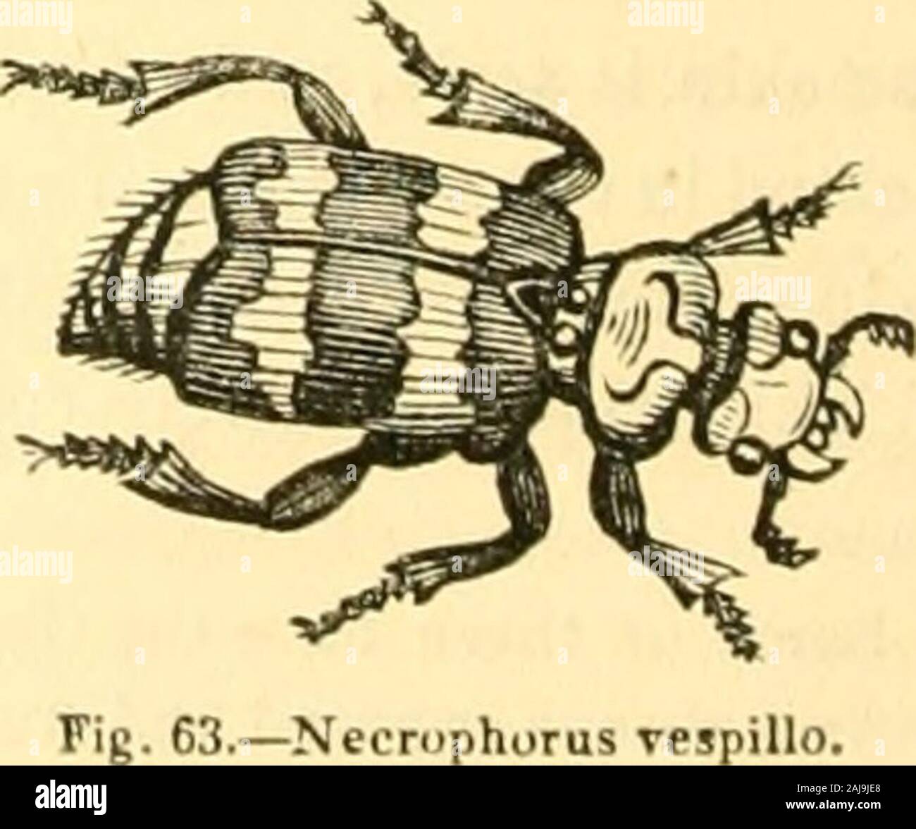 The animal kingdom, arranged after its organization : forming a natural history of animals, and an introduction to comparative anatomy . s of scent must be very great, as in a very little time after a Molehas been killed some of them are seen hovering over the body, although they had not been previously observedin the vicinity. The digestive canal of the Necrophori and Silphse is at least three times as long as the body; theintestinal canal is very long. Necrophorus vespillo, Linn., is from two-thirds to seven-eighths of an inchlong; black, with the three terminal joints of the antennae red, a Stock Photo