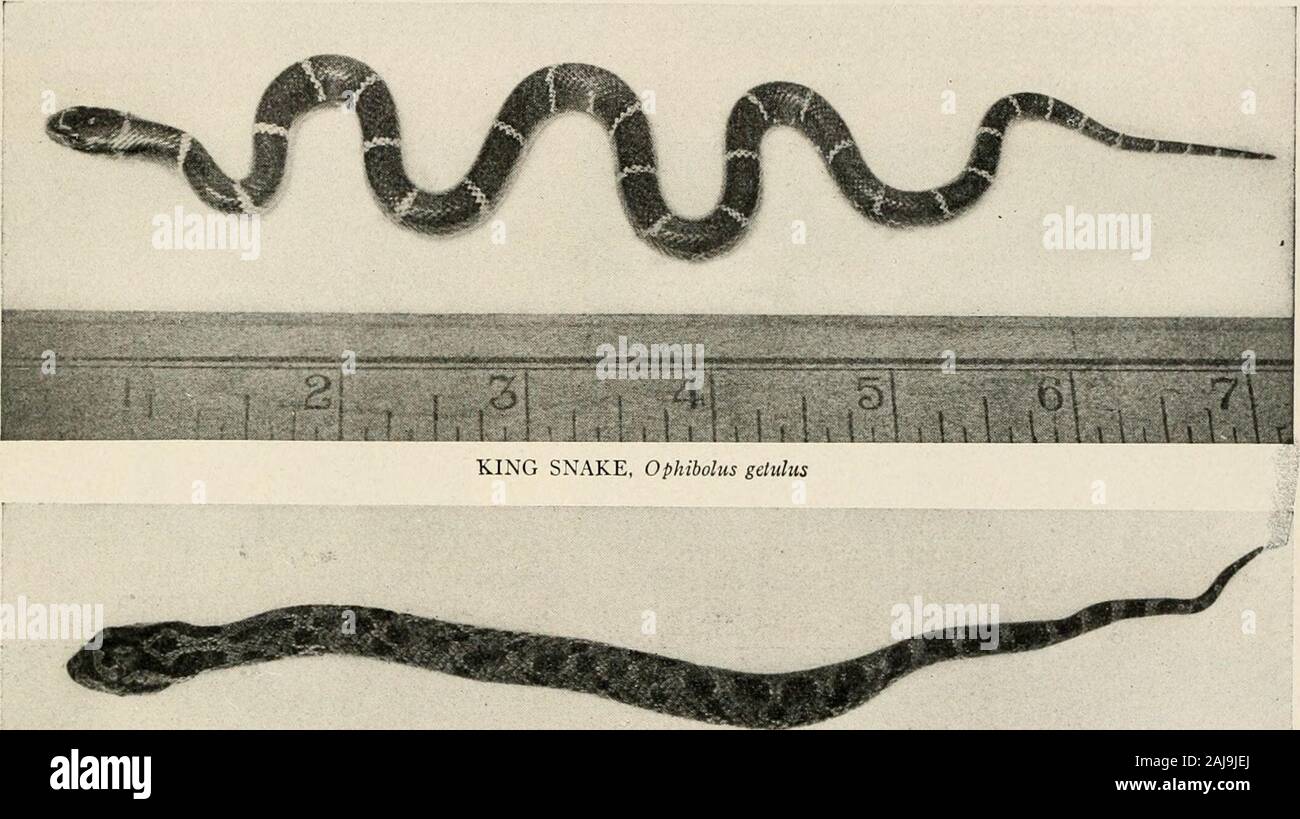 The reptile book; a comprehensive popularised work on the structure and habits of the turtles, tortoises, crocodilians, lizards and snakes which inhabit the United States and northern Mexico . RAINBOW SNAKE, Abas/or erythrogrammus KING SNAKE, Ophibolus getulus. Stock Photo