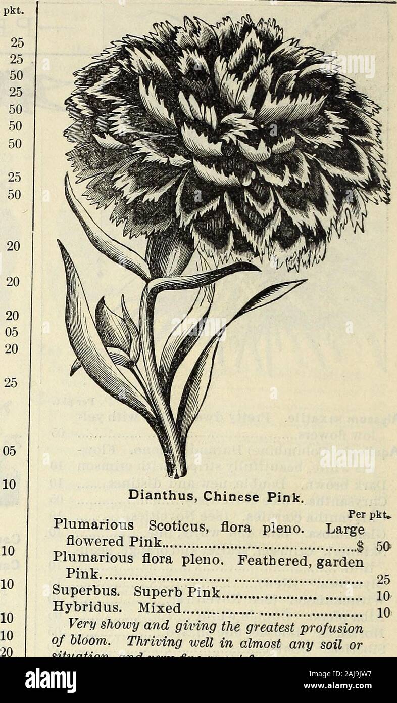 Spring catalogue of John Saul's new, rare and beautiful flower and garden seeds, &c 1885 . Winter like the Tuberose 10 Convolvulus Mauritanicus. Fine for hanging baskets, vat-es, etc. Color blue 10 Dahlias from our superb collection. Large flowers 10 Pompone Very fine, mixed Coccinea. Single, very fine Delphineum, (Larkspur) formosum. Beautifulhardy Perennial, with bright, blue^flowers. Chinensis. Mixed blue and white Grandiflorum ccelestinum. Magnificentspikes of sky blue flowers, long and com-pact Alba. White flowered Nudicaule. Scarlet Larkspur Elatum. Blue Bee Larkspur Hybrida. Extra fine, Stock Photo
