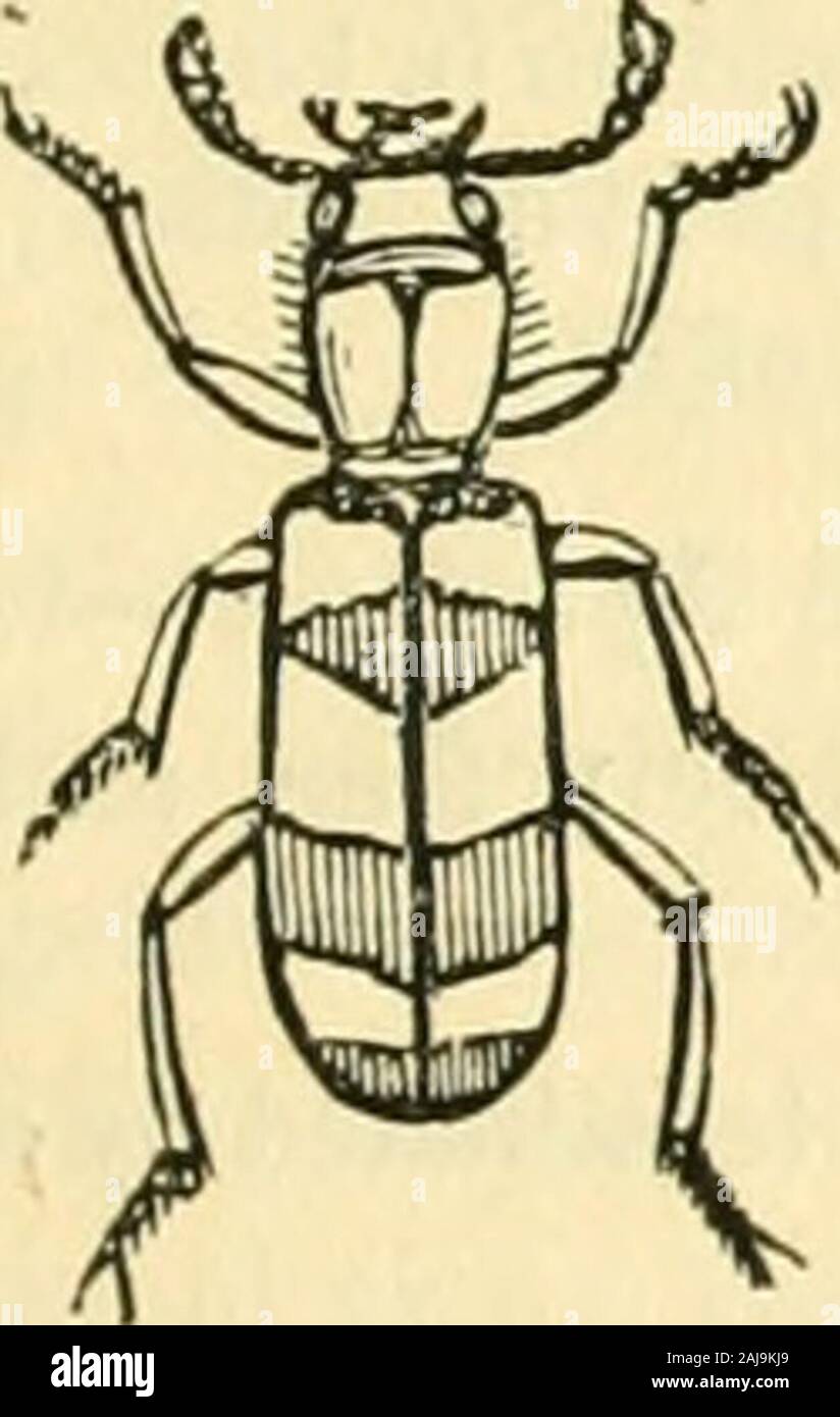 The animal kingdom, arranged after its organization : forming a natural history of animals, and an introduction to comparative anatomy . antennae produced on the inside into a long tooth. TiUusserraiicornis, Oliv. The fifth tribe of the Malacodermi, that of the Ptiniores, has for its type the genus Ptinus, Linn.,and some others which are derived from, or most nearly approach it. The body of these insects is ofrather solid consistence, sometimes ovoid or oval, or sometimes cylindrical, but generally short, androunded at each end; the head is almost orbicular, and received in the thorax, which i Stock Photo