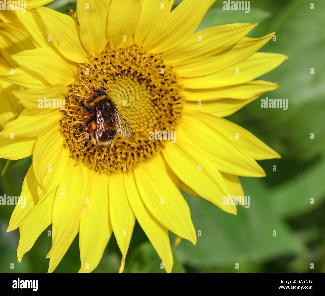 a honey bee on a sunflower Stock Photo - Alamy