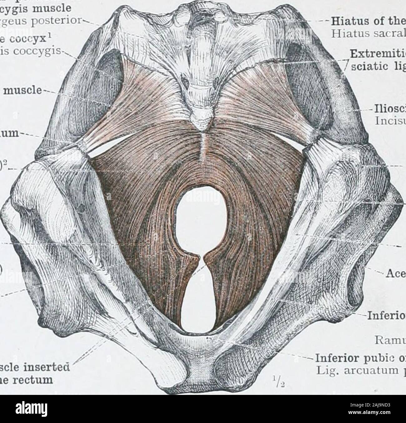 Levator ani muscle hires stock photography and images Alamy