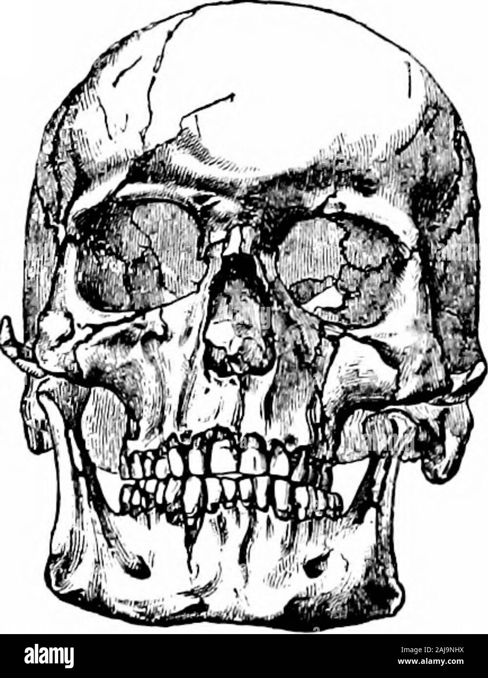 A guide to the antiquities of the bronze age in the Department of British and mediæval antiquities . FiG. 1.—Dolichocephalic skull, Helperthorpe, K. E. Yorks.. Stock Photo