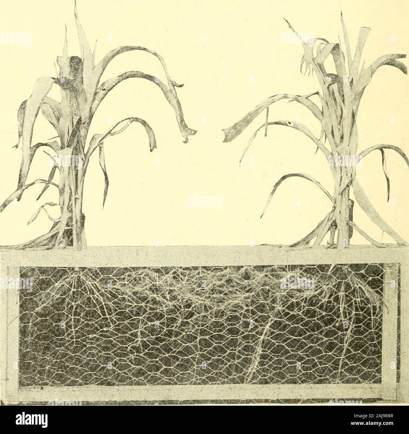 Forage crops for soiling, silage, hay and pasture . re is some dust in the seed. It is alwaysrisky to trust seed that has been stored in anyquantity in a close bin, as its germinating powermay be impaired. Hence, seed that is not fresh,or new, should not be trusted. It may even sproutin a germinating pan, and yet have a low vitalitythat would give a poor stand. The best heads from the best plant in the field,under ordinary conditions, should furnish the seedfor the next year. If the seed is left to cure on thestalk in the shock, the selection may be made atany time before thrashing; if left on Stock Photo