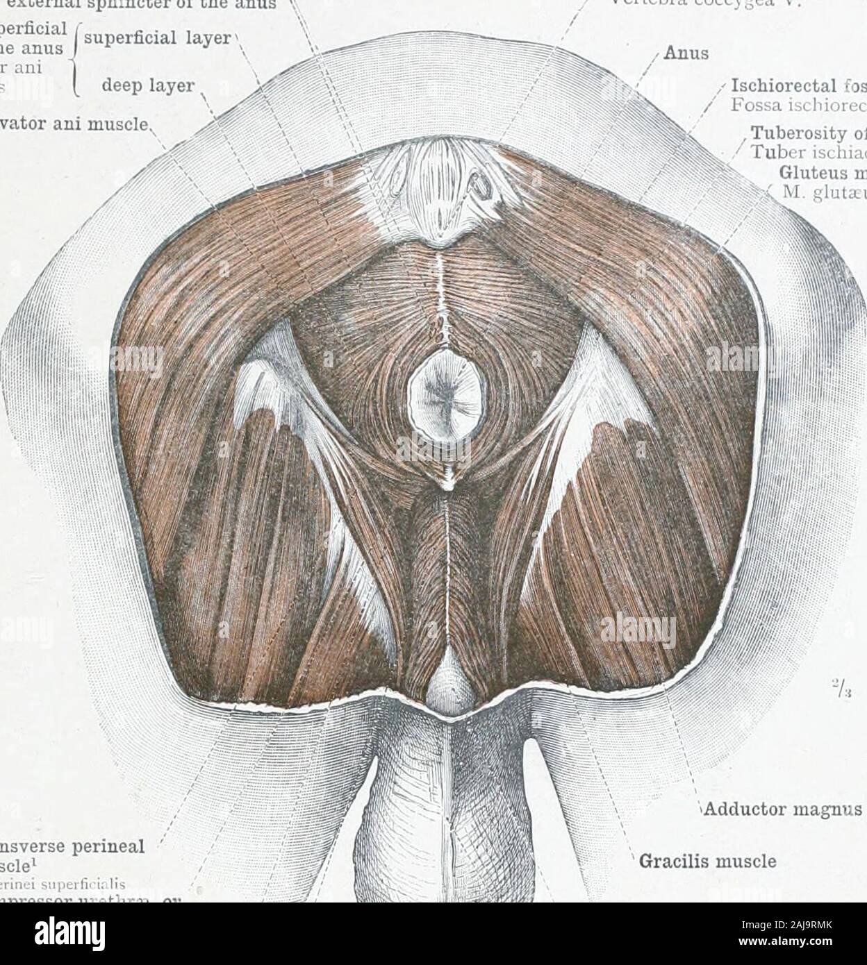 An Atlas Of Human Anatomy For Students And Physicians An Obsolete Anterior Portion Of The Latter Muscle Tthe Upper Border Of The Gluteus Maximus It Divides Into Two Thin Layers To Lorenzo crumbie mbbs, bsc • reviewer: https www alamy com an atlas of human anatomy for students and physicians an obsolete anterior portion of the latter muscle tthe upper border of the gluteus maximus it divides into two thin layers to enclose that muscle and when these reunite at the lowerborder there is again a thickening a dense band of transverse fibres being formed this is perforated a little external to the tuberosity ofthe ischium by ihe inferior or long pudendal branch of the small sciatic nerve and further out b the ascending or recurrent glutealcutaneous branches of the same nervetk regio perinealisthe perineal region mus image338276979 html