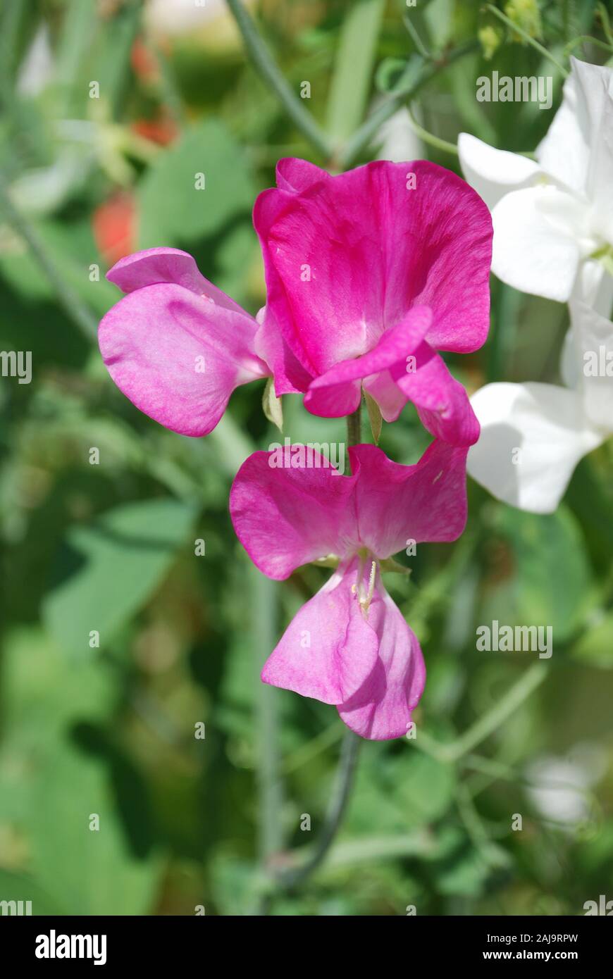 Sweet pea  flowers (Lathyrus odoratus) Stock Photo