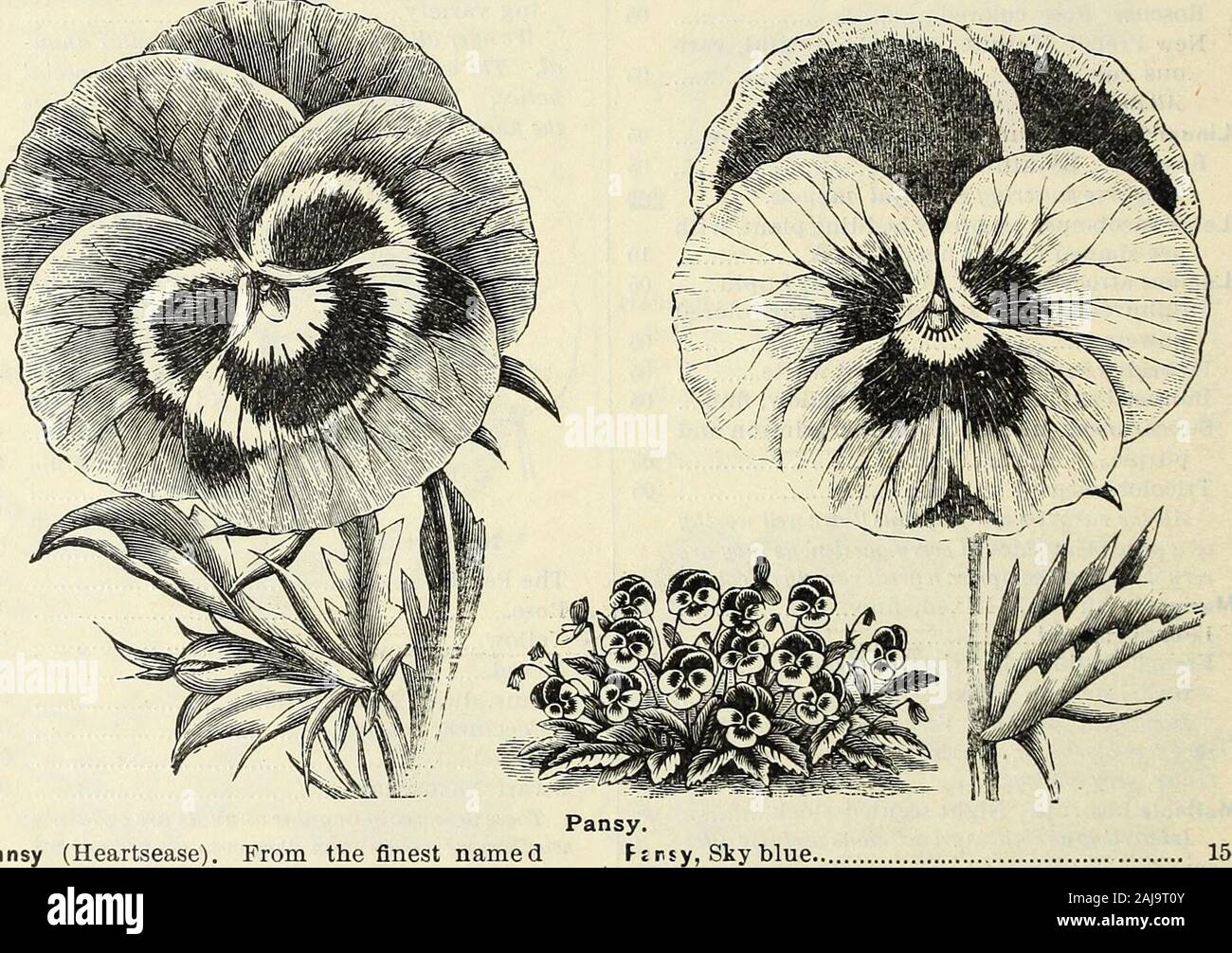 Spring catalogue of John Saul's new, rare and beautiful flower and garden seeds, &c 1885 . Petunia. Per pkt. Petunia. Center purple, striped, extra fine 25 Comtesse of Ellesmere 10 Large flowering. Crimson and purple 25 Purplish red 25 Striped (splendid) 25 Extra fine. Mixed varieties 10 Mixed varieties 05 Prof use flowering, beautiful andutefid as bed-ding plants.. Pansy (Heartsease). From the finest namedflowers, imported New striped and blotched. Very showy Faust, King of the Blacks. The darkest incultivation Copper colored Violet. White edged White. Pure white Pure yellow Purple and yellow Stock Photo