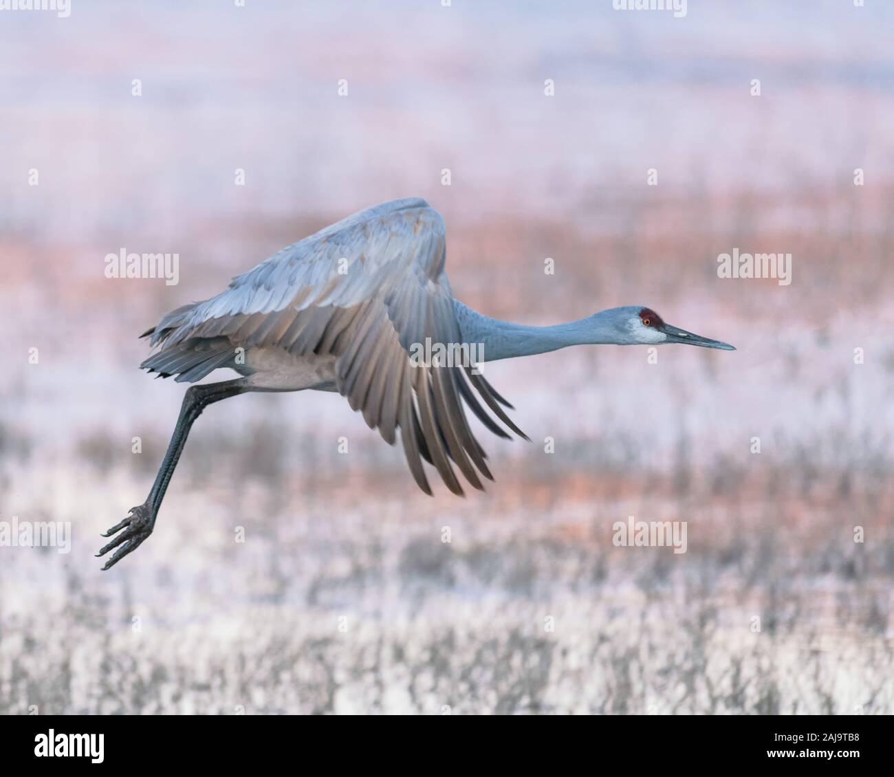 Sandhill crane flying over marsh at sunrise at the Bosque del Apache National Wildlife Refuge in New Mexico Stock Photo