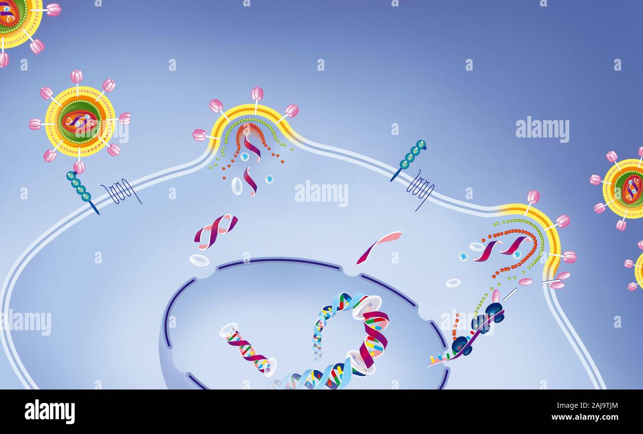 Cd4 t cells hi-res stock photography and images - Alamy