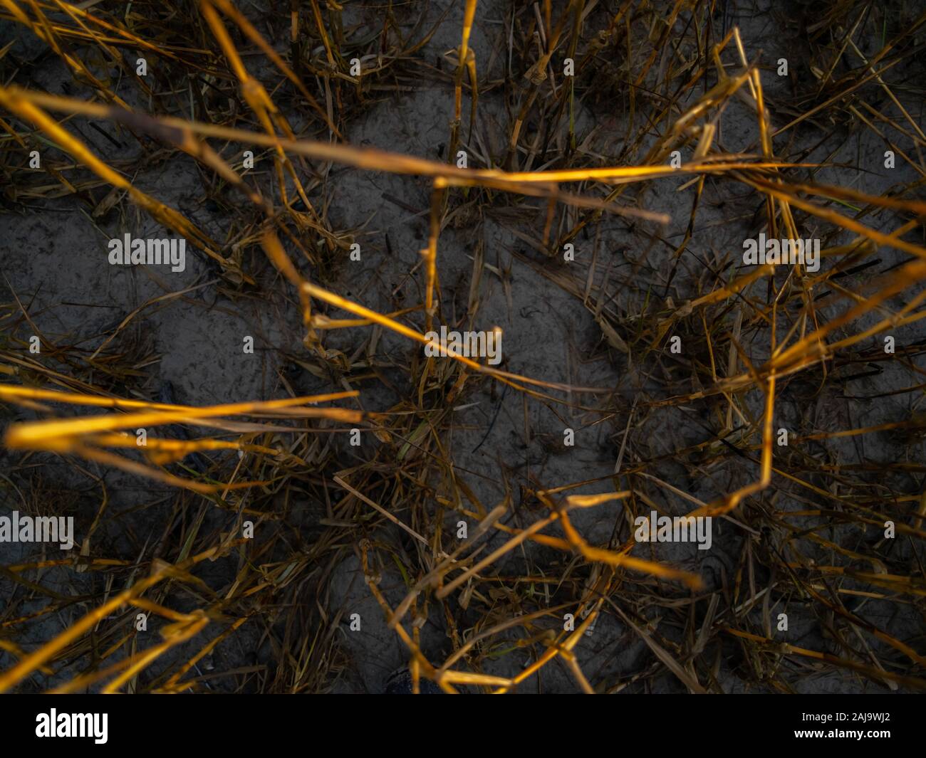 Looking Down on Dead Cord Grass in the Fall Stock Photo