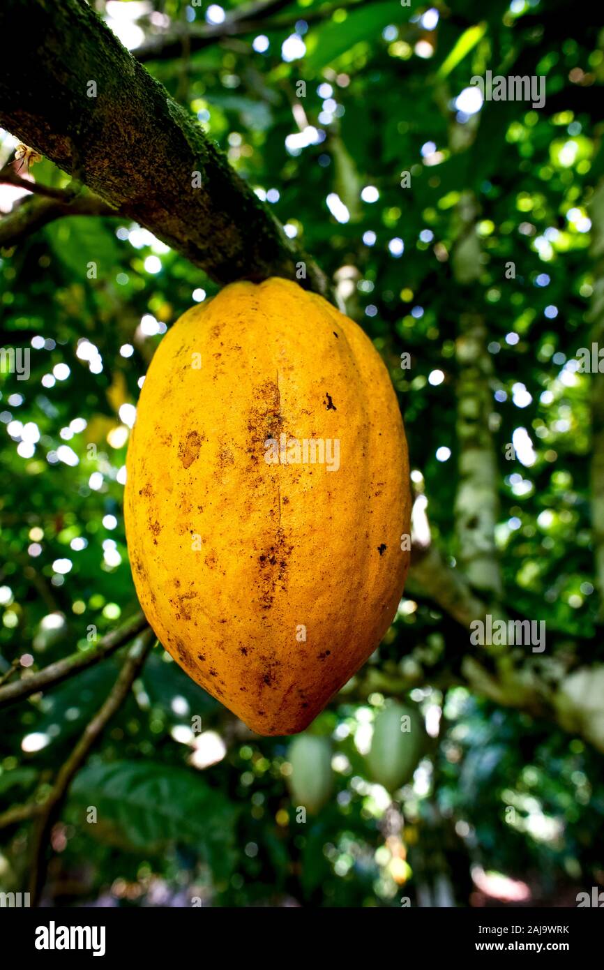 Cocoa plantation near agboville, ivory coast Stock Photo Alamy
