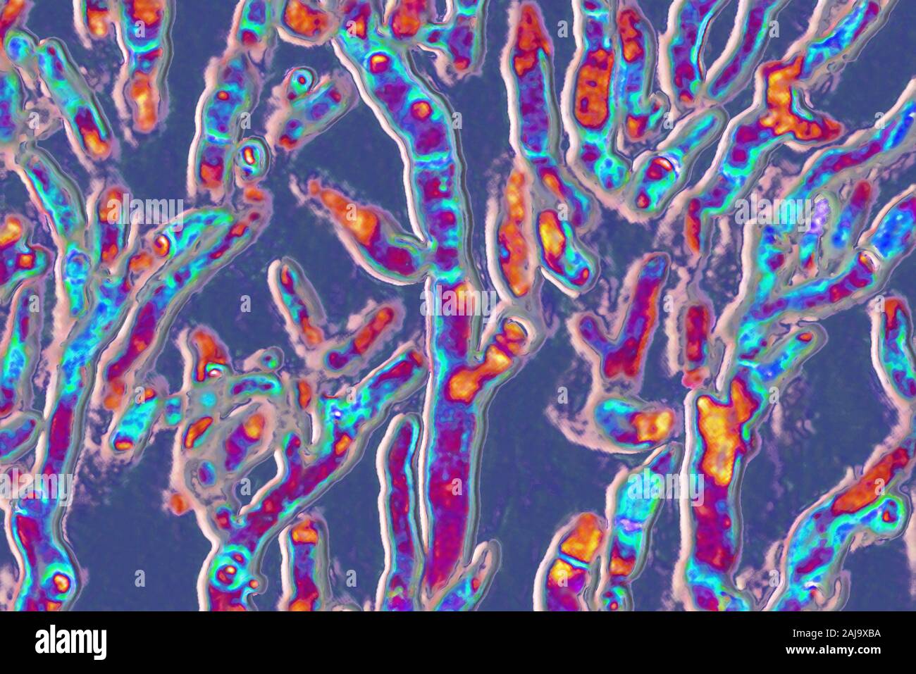 Aspergillus fumigatus Stock Photo