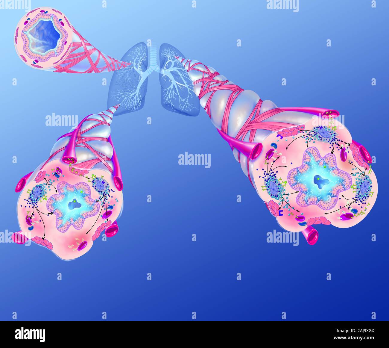 Asthma triggers hires stock photography and images Alamy