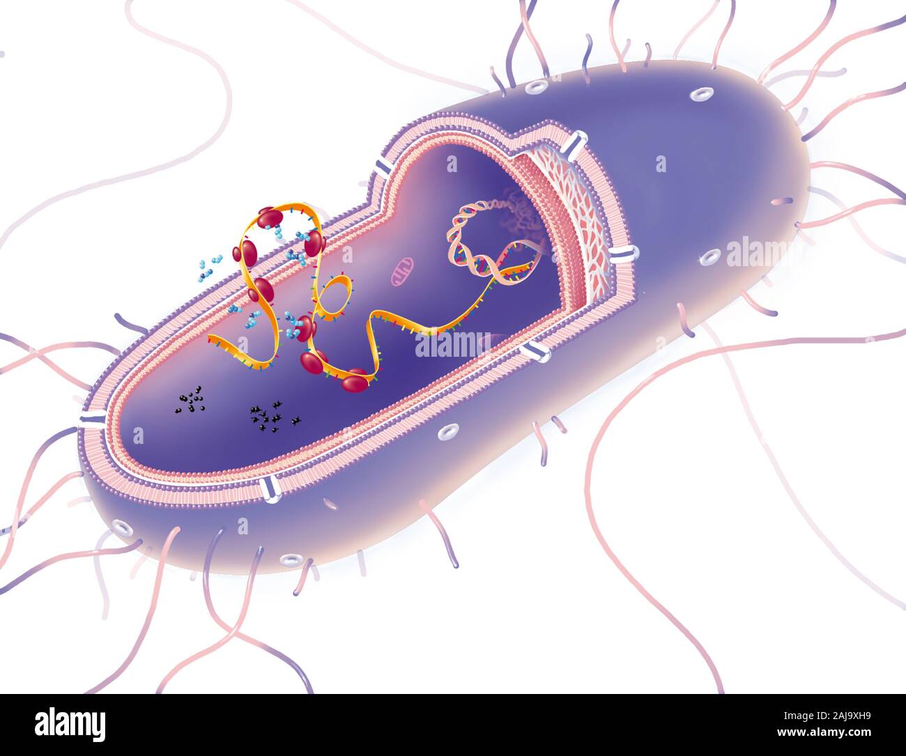 Structure of a gram negative bacteria. The bacterium is partially cut to show its structure: wall traversed by porins, peptidoglycan and membrane. At the heart of the bacteria, DNA in transcription with a long strand of mRNA, the ribosomes producing proteins. on the left, PABA is involved in the transformation of folic acid into folinic acid. Stock Photo