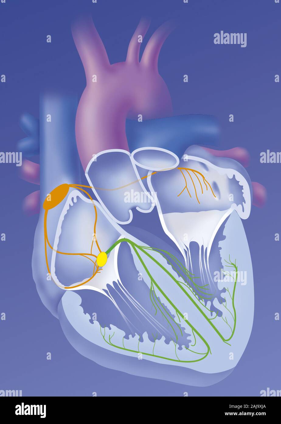 Heart and cardionector system Stock Photo