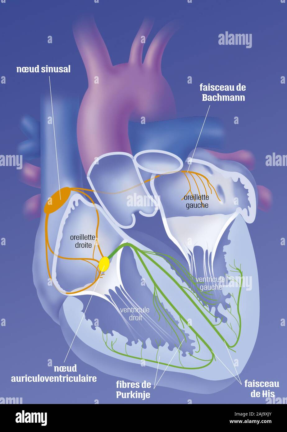Heart and cardionector system Stock Photo