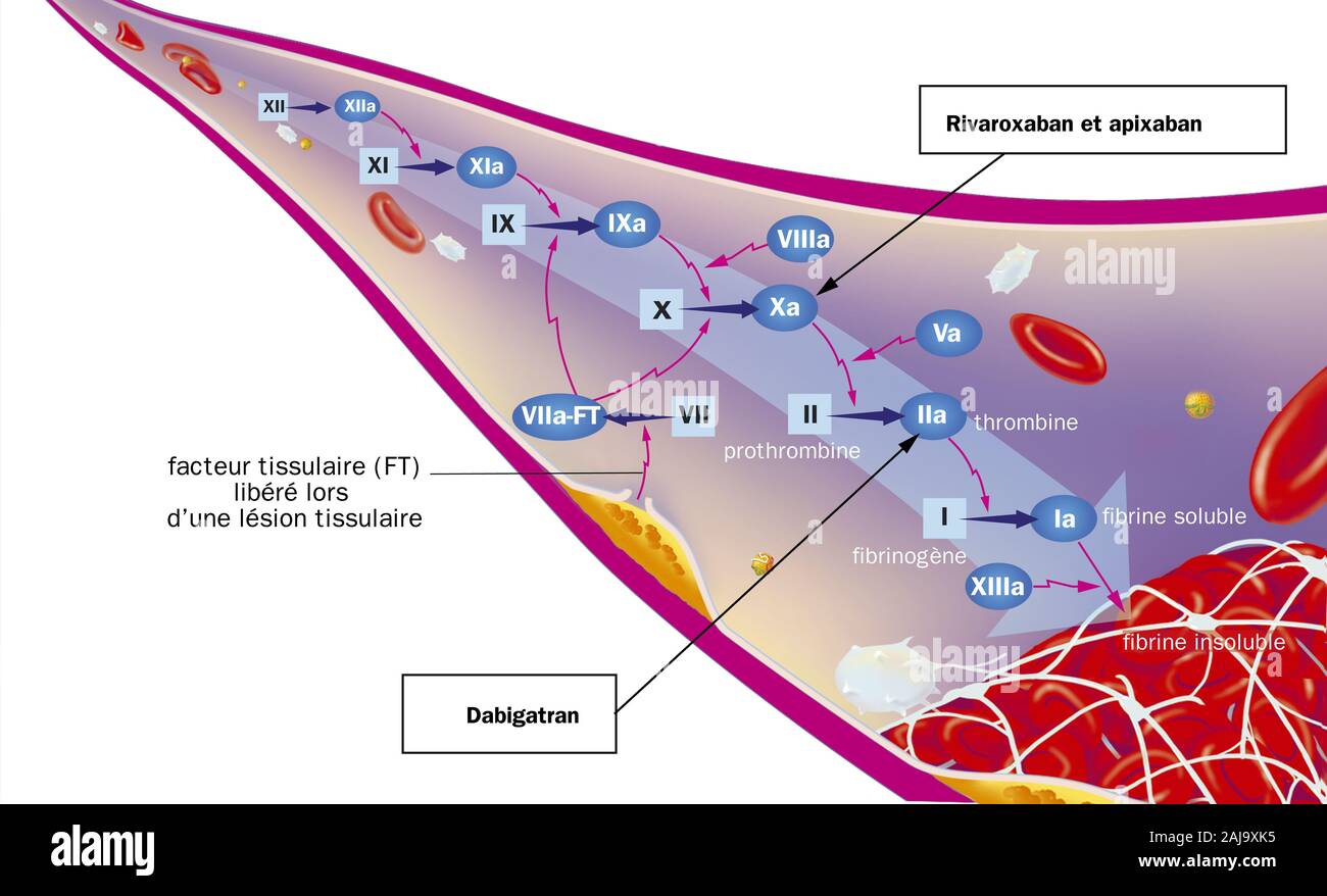 Coagulation cascade hires stock photography and images Alamy